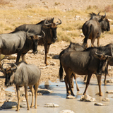 Polokwane Polokwane Game Reserve