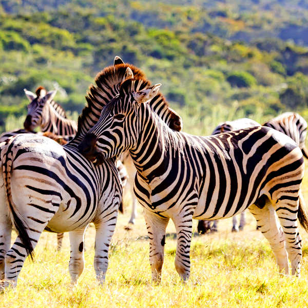 Port Elizabeth Kragga Kamma Game Park