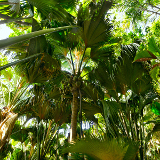 Praslin Island Praslin National Park