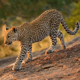 Richards Bay Thulu Thula Game Reserve