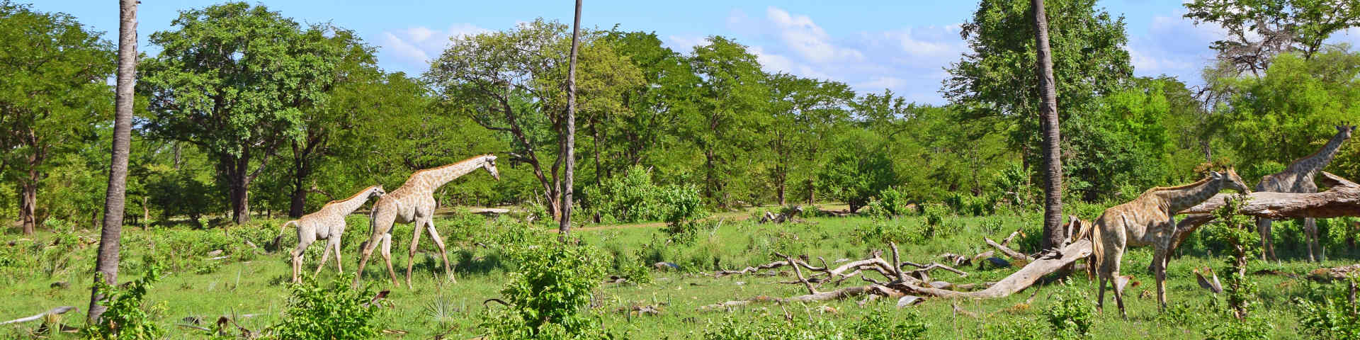 Lusaka flights