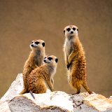 Sishen Kalahari Meerkat Project