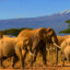 Tanzania flights