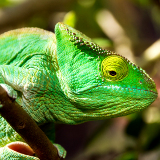 Toliara Antsokay Arboretum