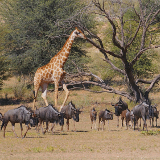 Upington Kgalagadi Transfontier Park