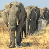 Victoria Falls Elephant Walks