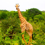 Victoria Falls National Park