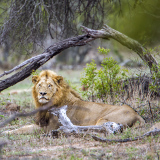 Vilanculos Zinave National Park