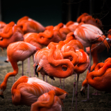 Washington DC National Zoological Park