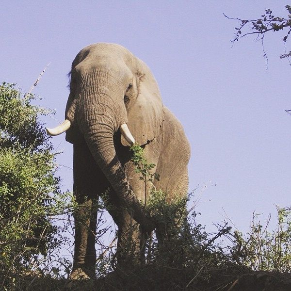 Proflight Zambia Conservation image1