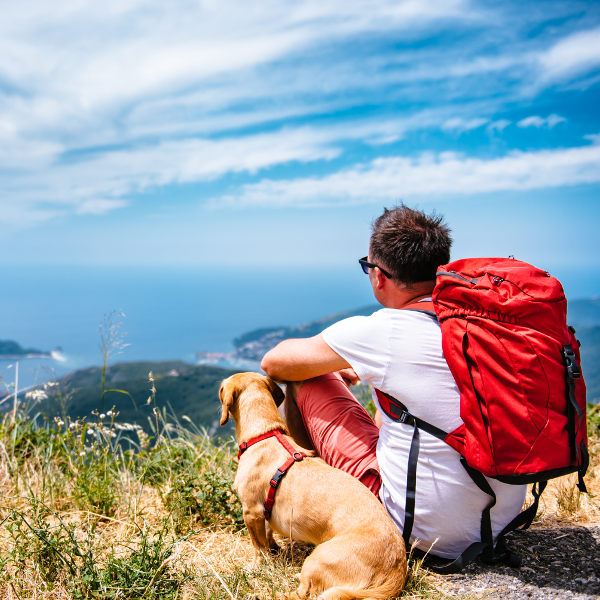 American Airlines American airlines pet travel