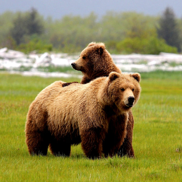 Alaska alaska wildlife