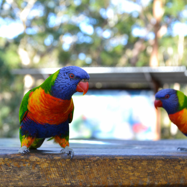 Albuquerque albuquerque colourful biological park birds