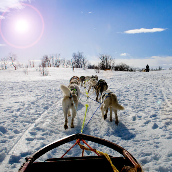 Anchorage anchorage-dog-sledding
