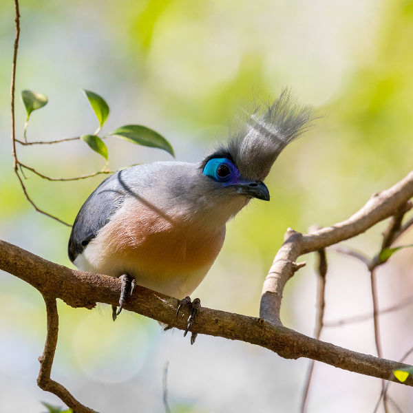 Antananarivo exotic wildlife