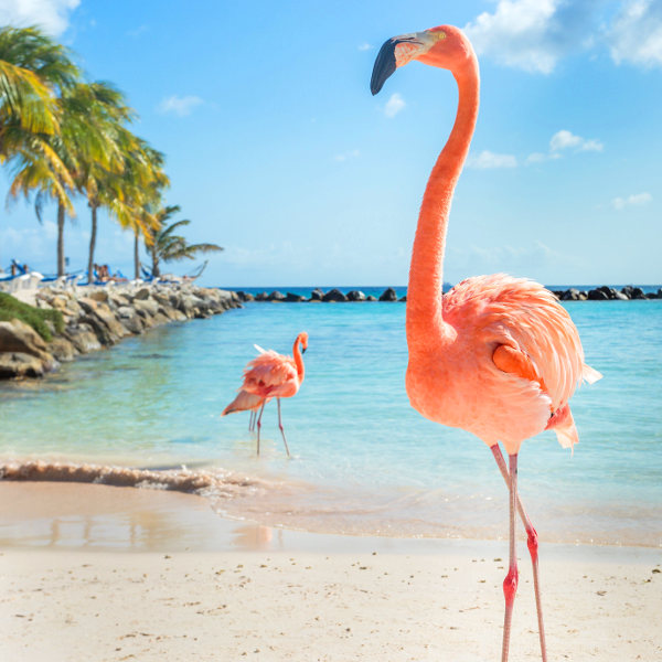 Aruba aruba beach flamingos