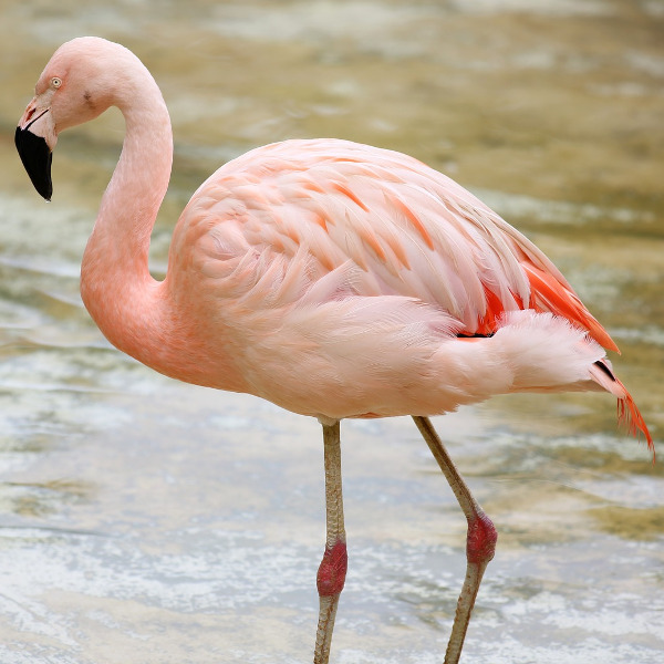 Arusha arusha-flamingoes