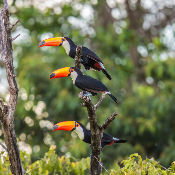 Asunción Toucans Asunción 1