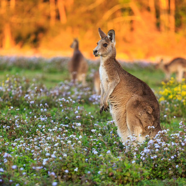 Australia Australia Wildlife
