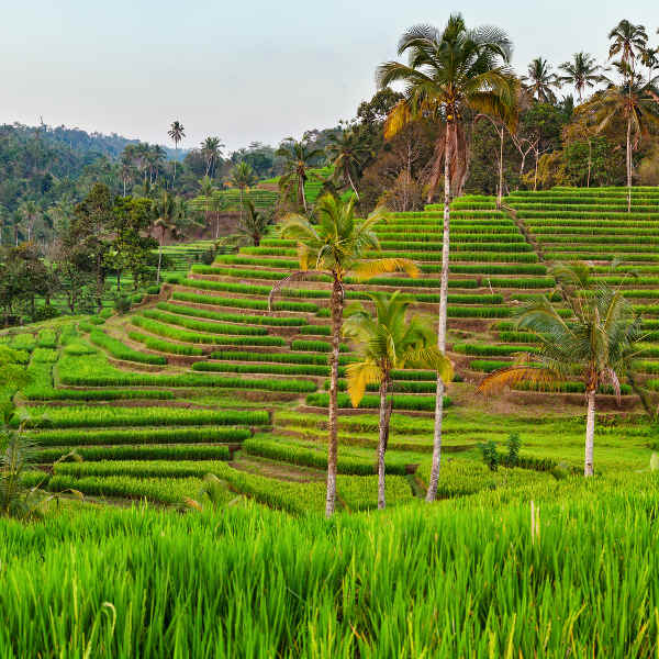 Bali natural landscapes