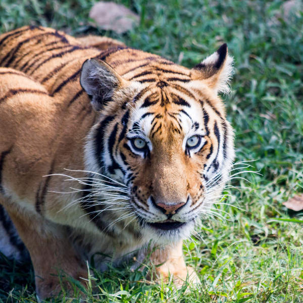 Bangladesh bengal-tigers-bangladesh