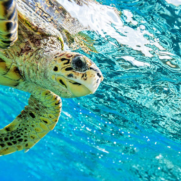 Barbados marine-life-barbados