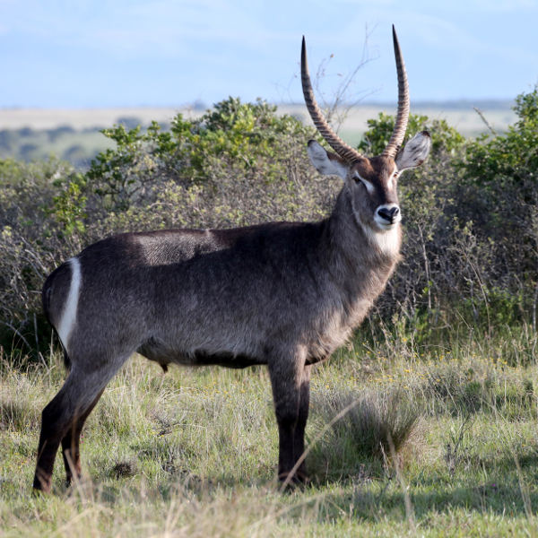 Beira Waterbuck Gorongosa National Park