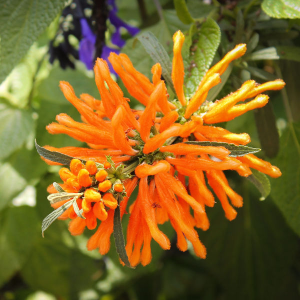 Bloemfontein Lion's Ear Botanical Gardens Bloemfontein