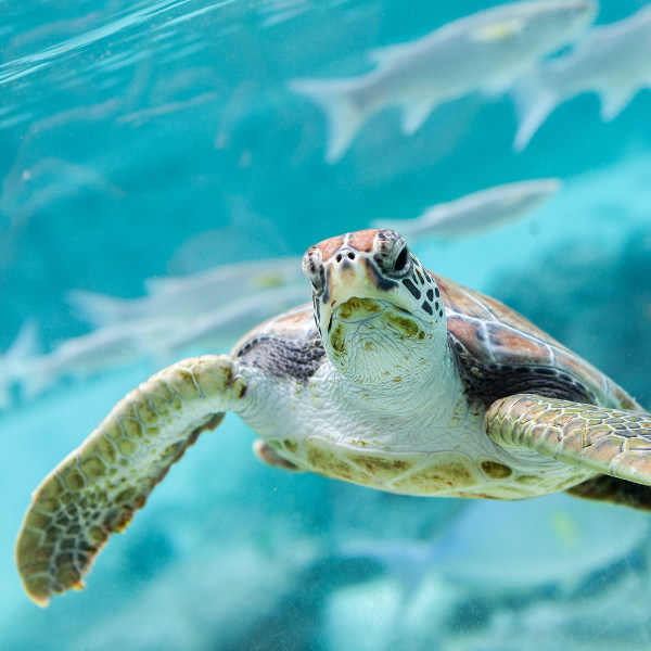 Bora Bora sea-life-bora-bora