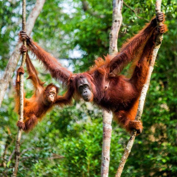Borneo borneo exotic wildlife