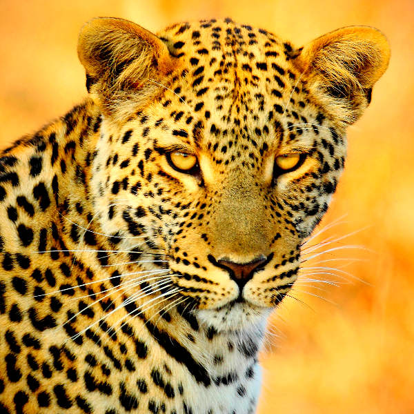 Botswana botswana wildlife experiences