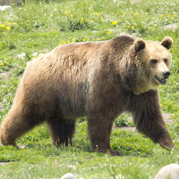 Bozeman Grizzly Encounters Bozeman