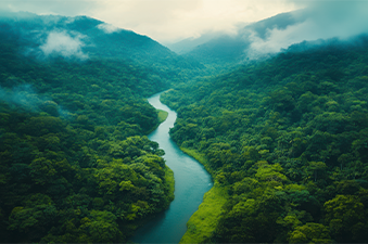 Brazil Brazil Rainforest