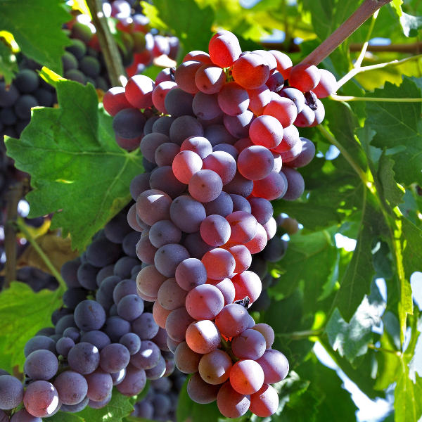 Brindisi brindisi vineyard grapes