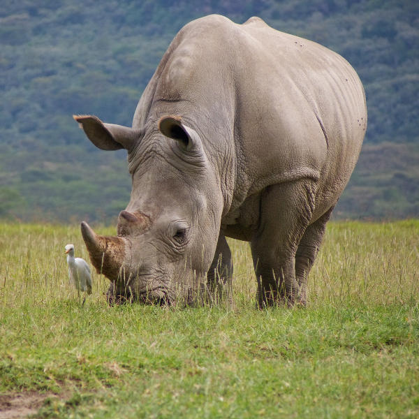 Bulawayo rhino-national-park-bulawayo