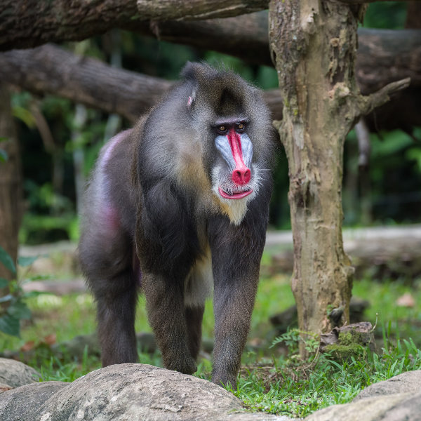 Calabar Afi Mountain Wildlife Sanctuary Calabar