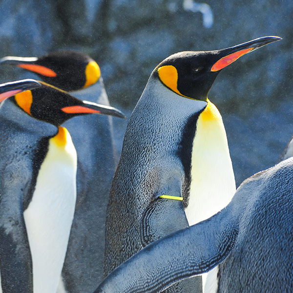 Calgary Penguins at Calgary Zoo