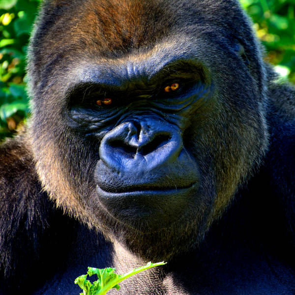 Cameroon cameroon exotic wildlife