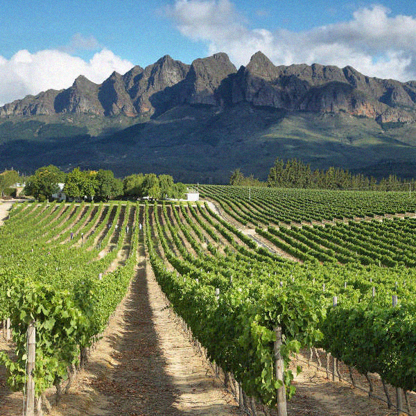 Cape Town Wellington Wine Farm Cape Town