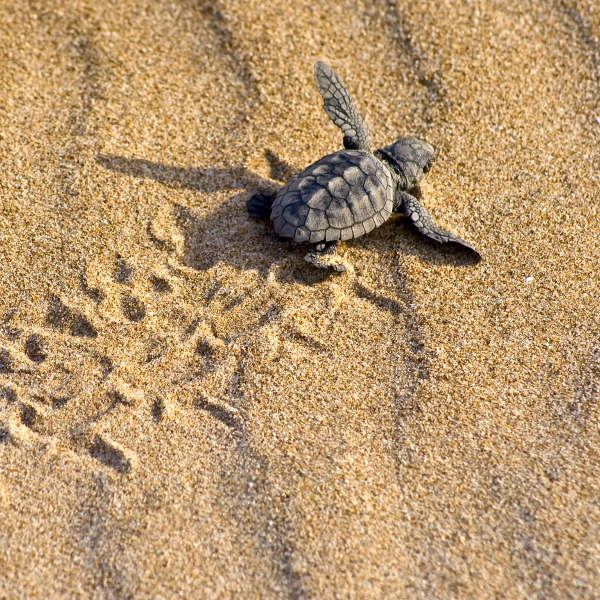 Cape Verde cape verde loggerhead turtles
