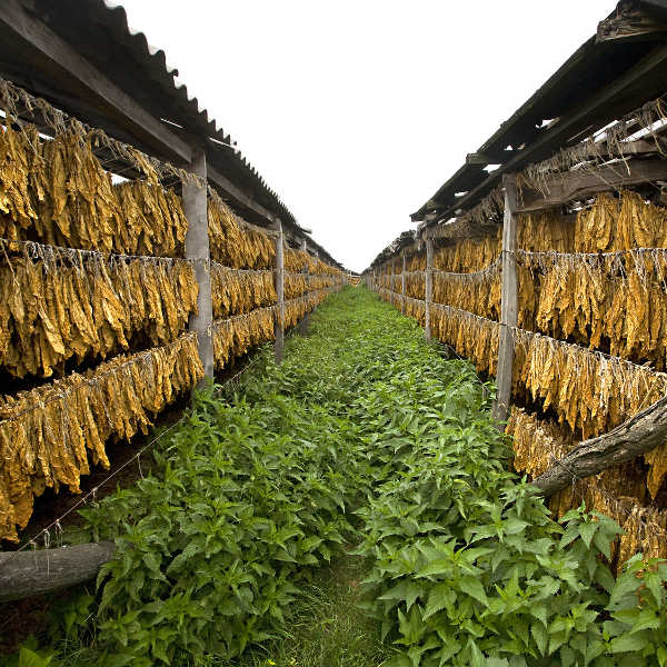 Central African Republic tobacco fields