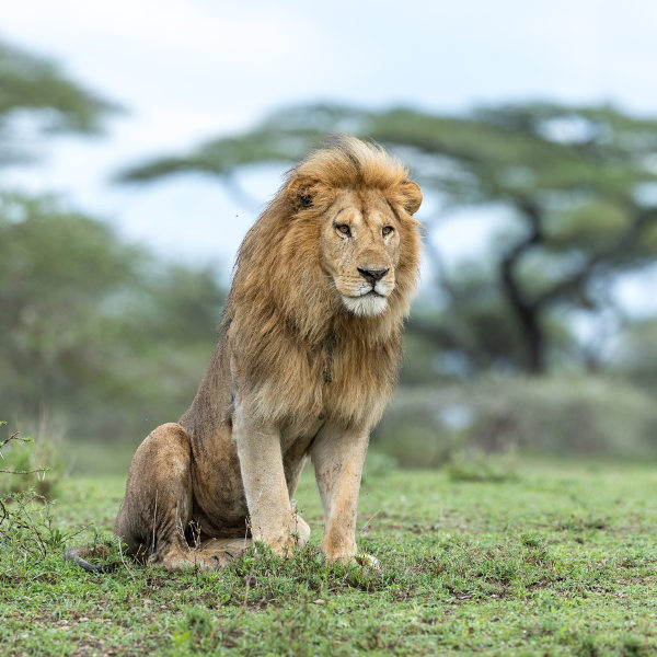 Chad majestic wildlife