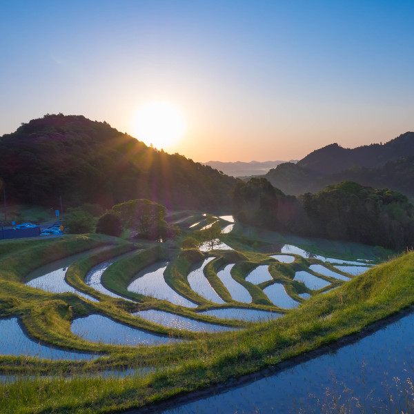 Chiba rice fields