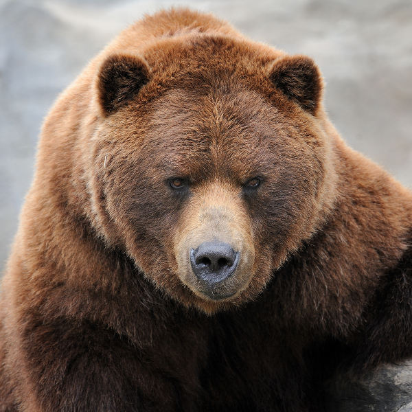 Cleveland brown grizzly bear