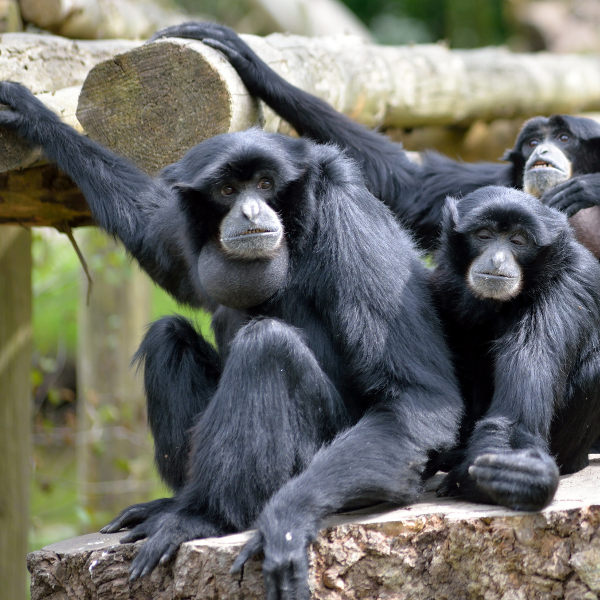 Cork wildlife-fota-cork