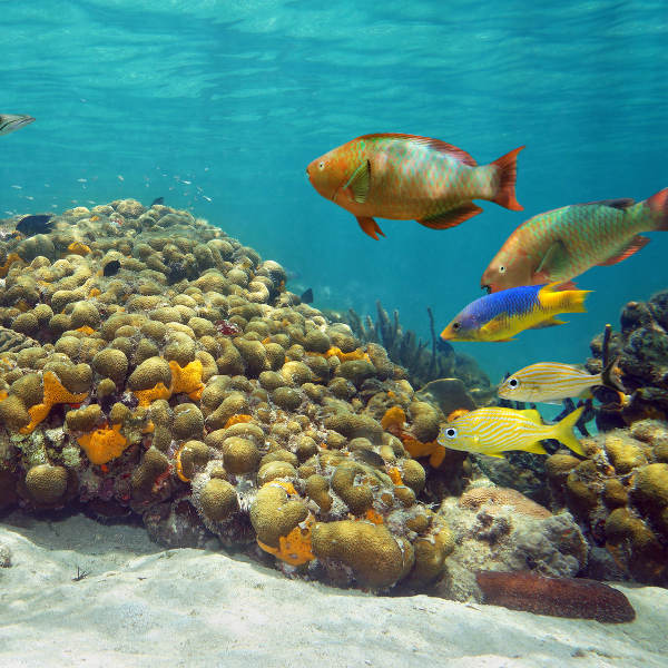 Cozumel cozumel underwater landscape and wildlife