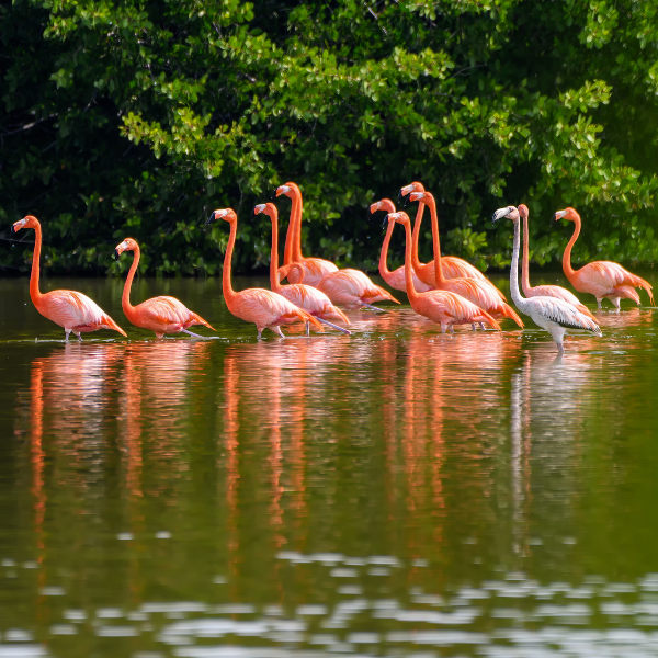 Cuba flamingos in lake