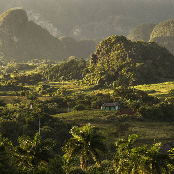 Cuba valley tobacco field
