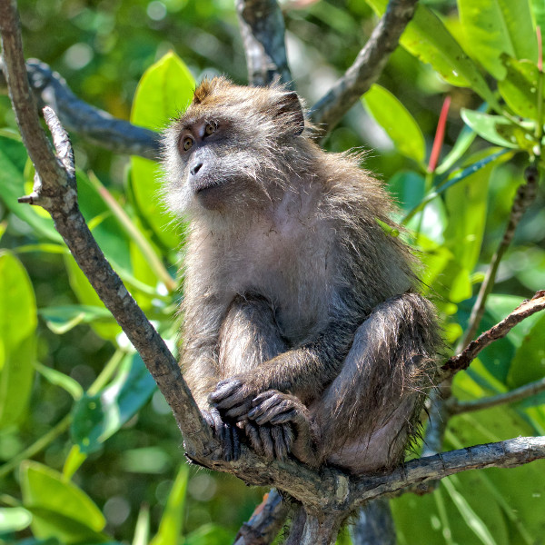 Cyangugu monkey-forest-rwanda