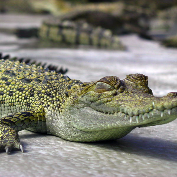 Darwin darwin-baby-crocodile